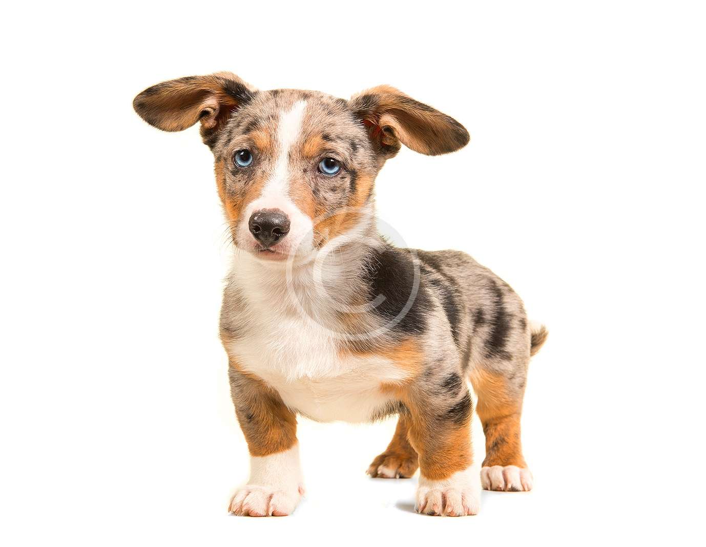 Welsh Corgi Gourmet