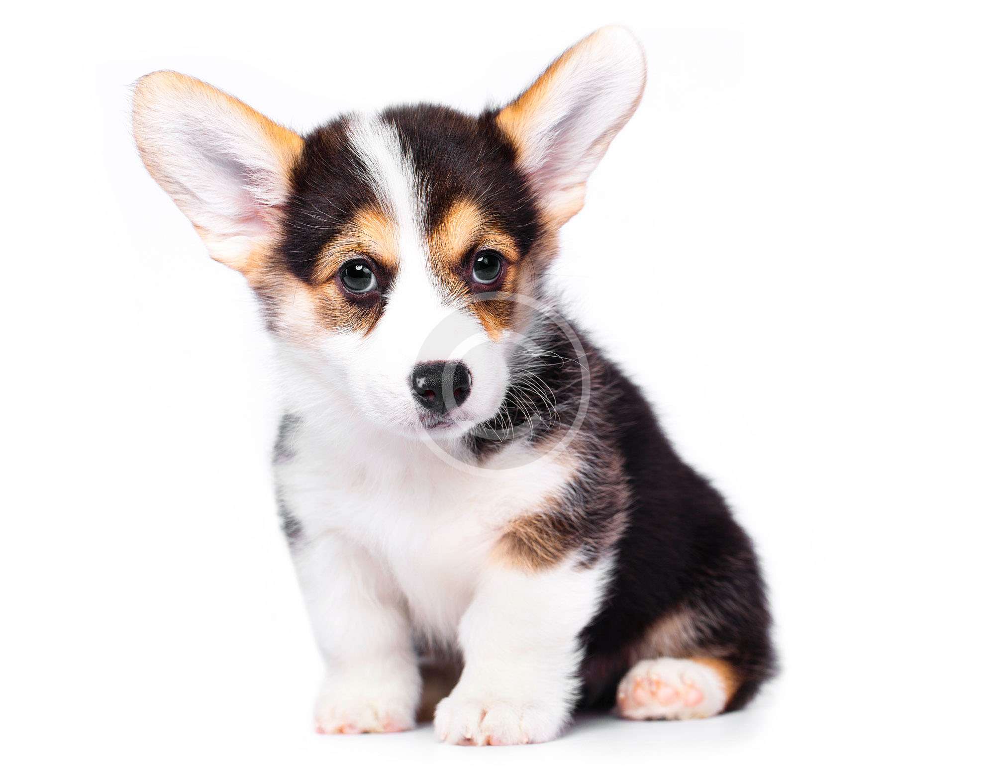 Puppies for Sale