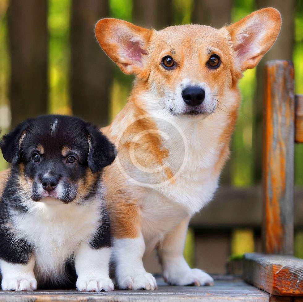 Big or Small, Corgi’s Good for All