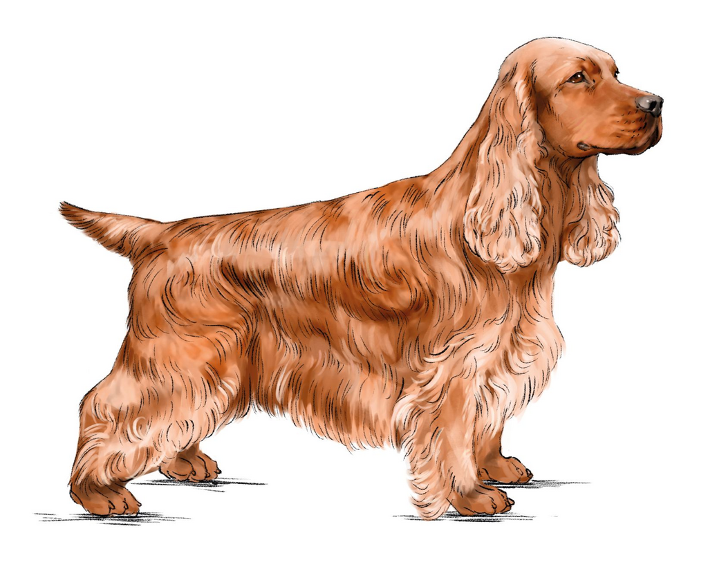 bp-lot-1-english-cocker-spaniel-davinci