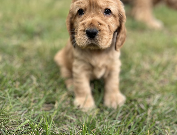 Emily